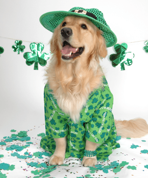 Asset Tracking St Patricks Day