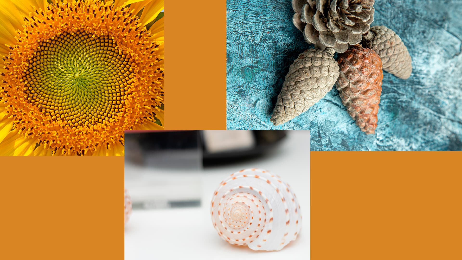 patterns in nature examples