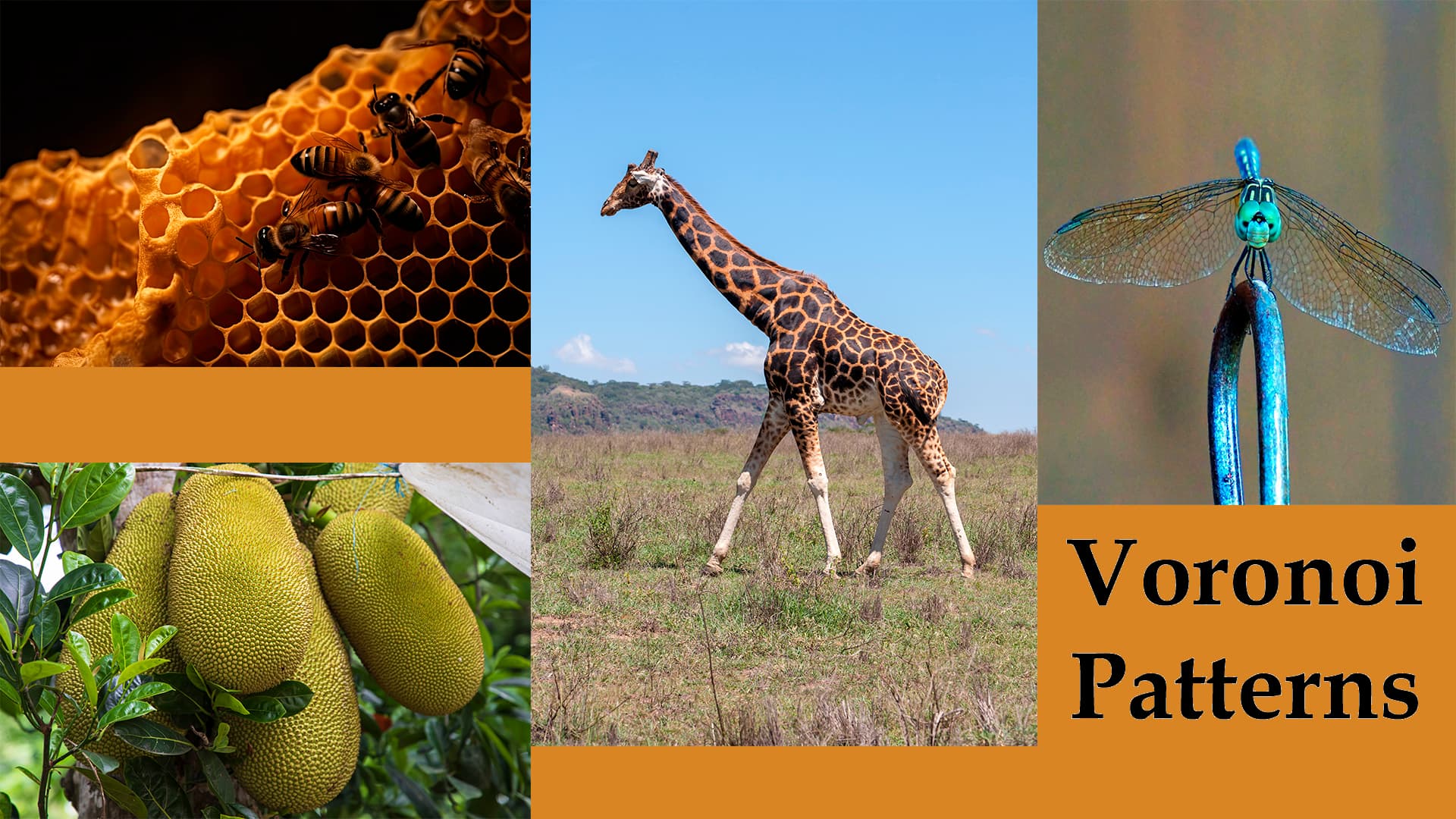 types of patterns in nature