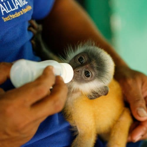 How a Conservation NGO Can Use itemit