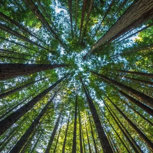 Featured – Patterns In Nature And Technology Patterns in Nature and Technology