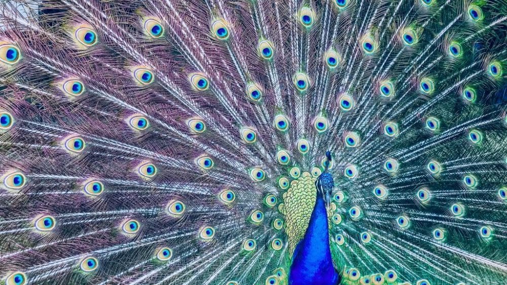 symmetry in motion peacock