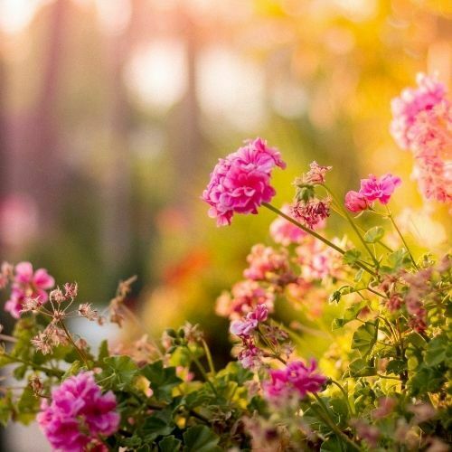 All About Horticulture And Conservation Asset Tracking