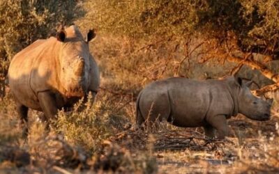 How itemit Helps Aid in The Conservation of Endangered Rhinos