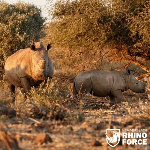 How itemit Helps Aid in The Conservation of Endangered Rhinos