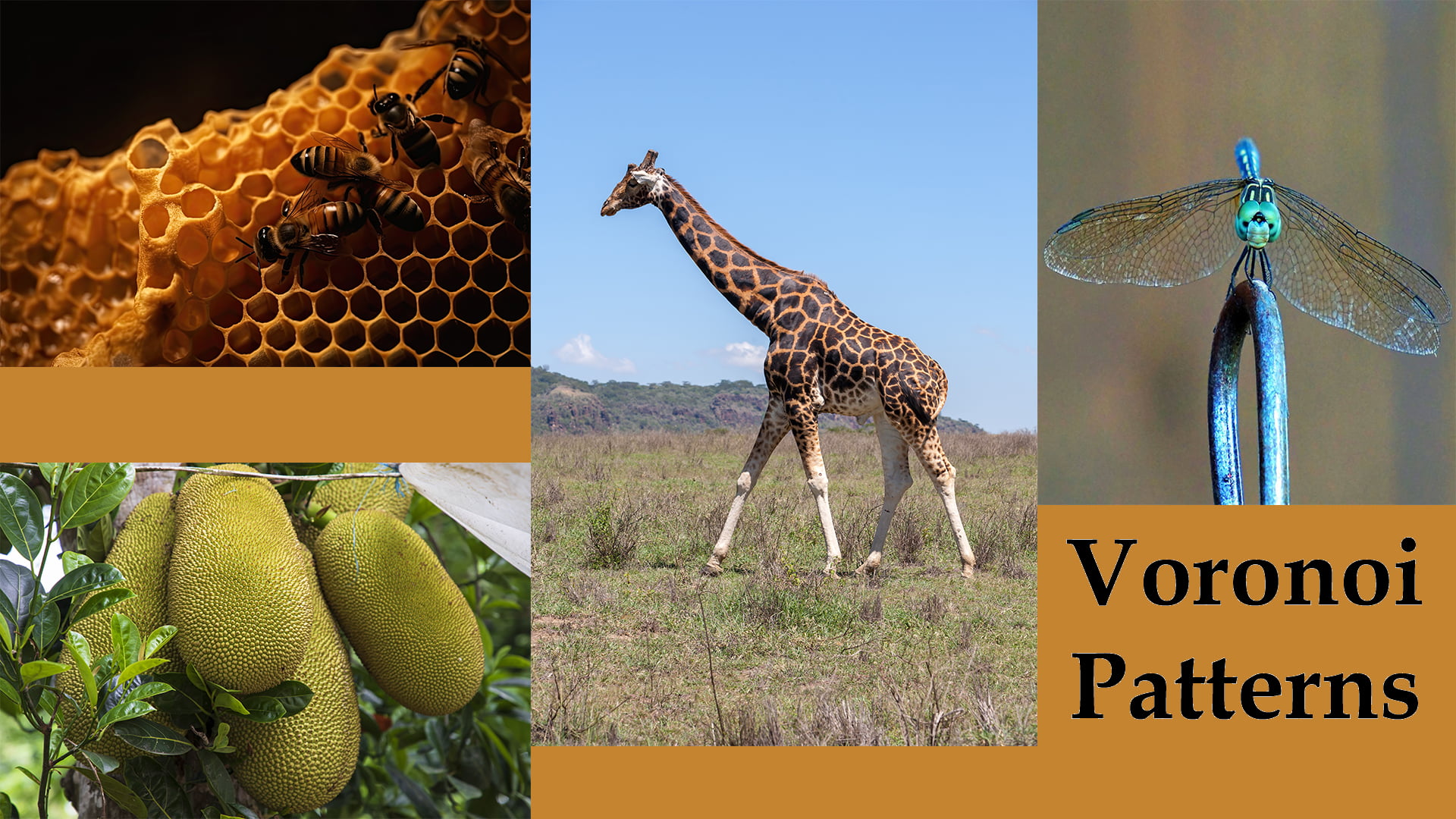 types of patterns in nature