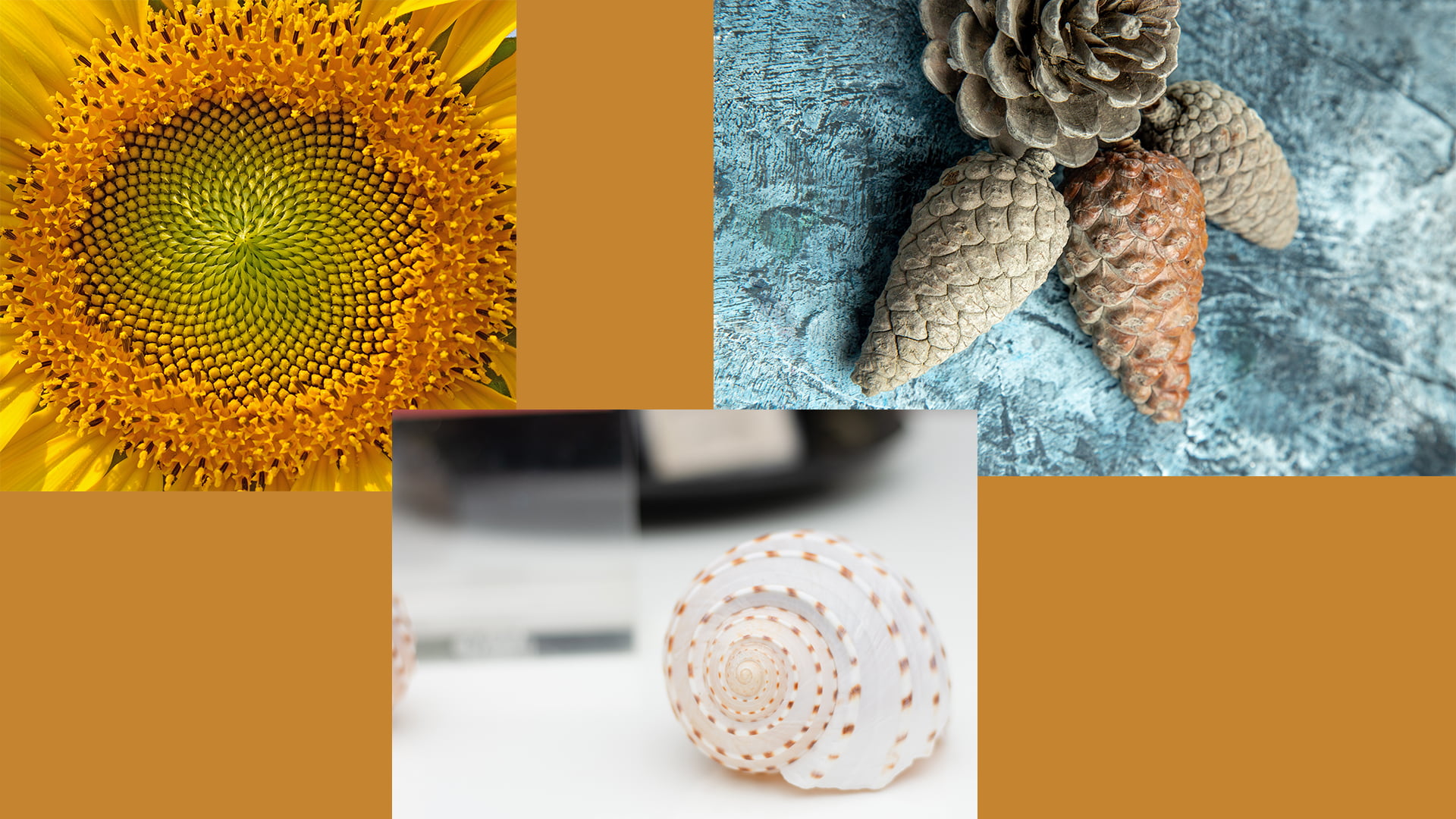 patterns in nature examples